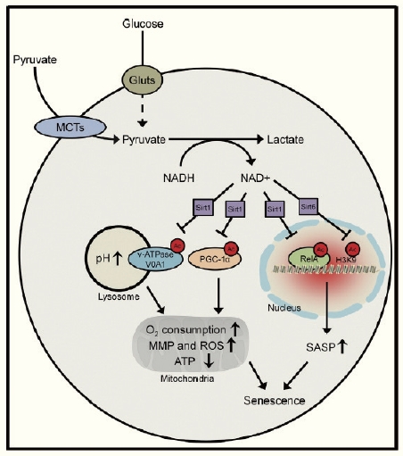 A model illustrating the physiological function ofpyruvate underlying its protective role against cellularsenescence= See the Discussion section for details. H3K9,histone H3 lysine 9; MCT, monocarboxylate transporter;MMP, mitochondrial membrane potential; NAD+, oxidizednicotinamide adenine dinucleotide; NADH, reducednicotinamide adenine dinucleotide; PGC-1a, peroxisomeproliferator-activated receptor gamma coactivator 1-a;RelA, NF-kB p65 subunit; ROS, reactive oxygen species;SASP, senescence-associated secretory phenotype;v-ATPase, vacuolar-type H+-ATPase.