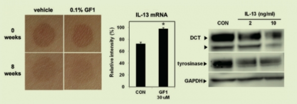 Figure 2. Effect of Ginsenoside F1 (GF1) on skin whitening through human epidermal T cells