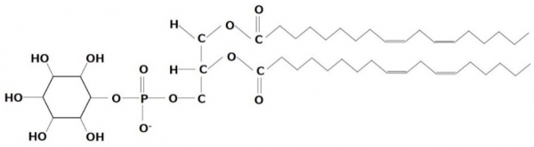 Figure 1. Representative structure of phosphatidylinositol (PI)