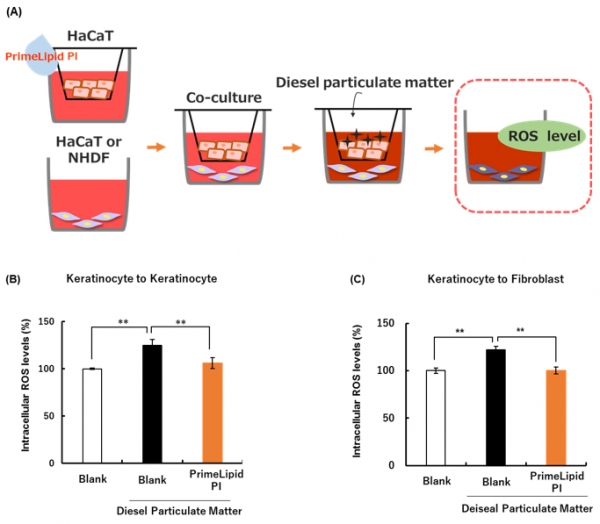 Figure 7. Anti-pollution effects(A) Anti-pollution assay using a cell co-culture system (B) Intracellular ROS levels in HaCaT cells which was co-incubated with DPM-exposed HaCaT. (C) Intracellular ROS levels in NHDFs co-incubated with DPM-exposed HaCaT. Mean ± SD (n=4).