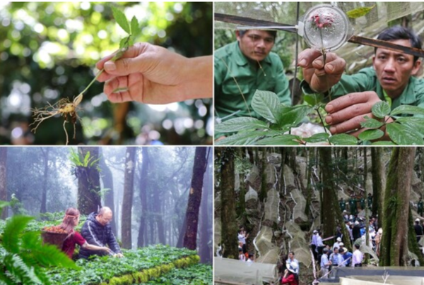 Vietnam is making efforts to conserve and protect Ngoc Linh ginseng and grow it into a key industry in the future. Ⓒ vietnam.vnanet